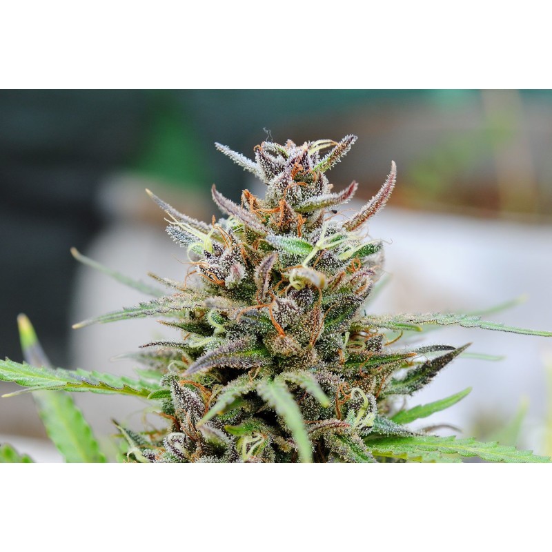 BABY BOOM AUTO · Kannabia Seed Company · graines de cannabis · AutoFem