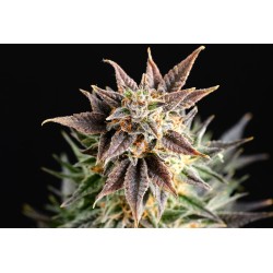 BIG BAND · Kannabia Seed Company · cannabis samen · Fem