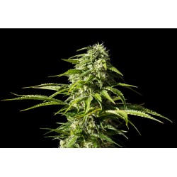 BIG BULL · Kannabia Seed Company · graines de cannabis · Fem