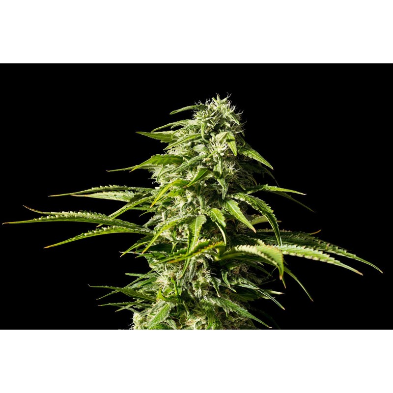 BIG BULL · Kannabia Seed Company · cannabis seeds · Fem