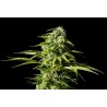BIG BULL · Kannabia Seed Company · kaufen cannabis samen · Fem