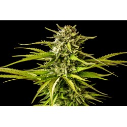 BREAK-UP CAKE · Kannabia Seed Company · sementes de maconha · Fem
