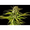 BREAK-UP CAKE · Kannabia Seed Company · cannabis samen · Fem