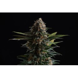 CANDY CREAM GO FAST · Kannabia Seed Company · kenevir tohum · Disi · Fem