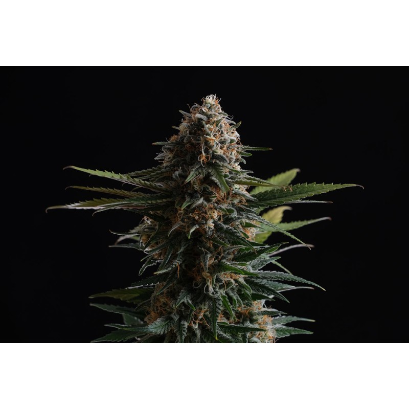 CANDY CREAM GO FAST · Kannabia Seed Company · sementes de maconha · Fem
