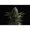 CANDY CREAM GO FAST · Kannabia Seed Company · graines de cannabis · Fem