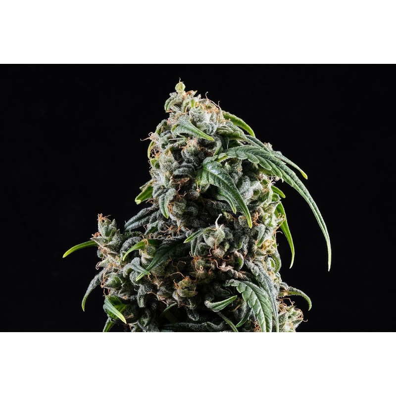 CBDV AUTO · Kannabia Seed Company · sementes de maconha · AutoFem