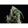 CBDV AUTO · Kannabia Seed Company · sementes de maconha · AutoFem