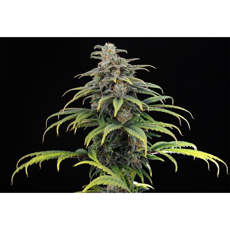 CBG AUTO · Kannabia Seed Company · graines de cannabis · AutoFem