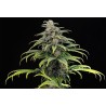 CBG AUTO · Kannabia Seed Company · graines de cannabis · AutoFem