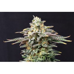 CHERRY DREAM · Kannabia Seed Company · cannabis seeds · Fem