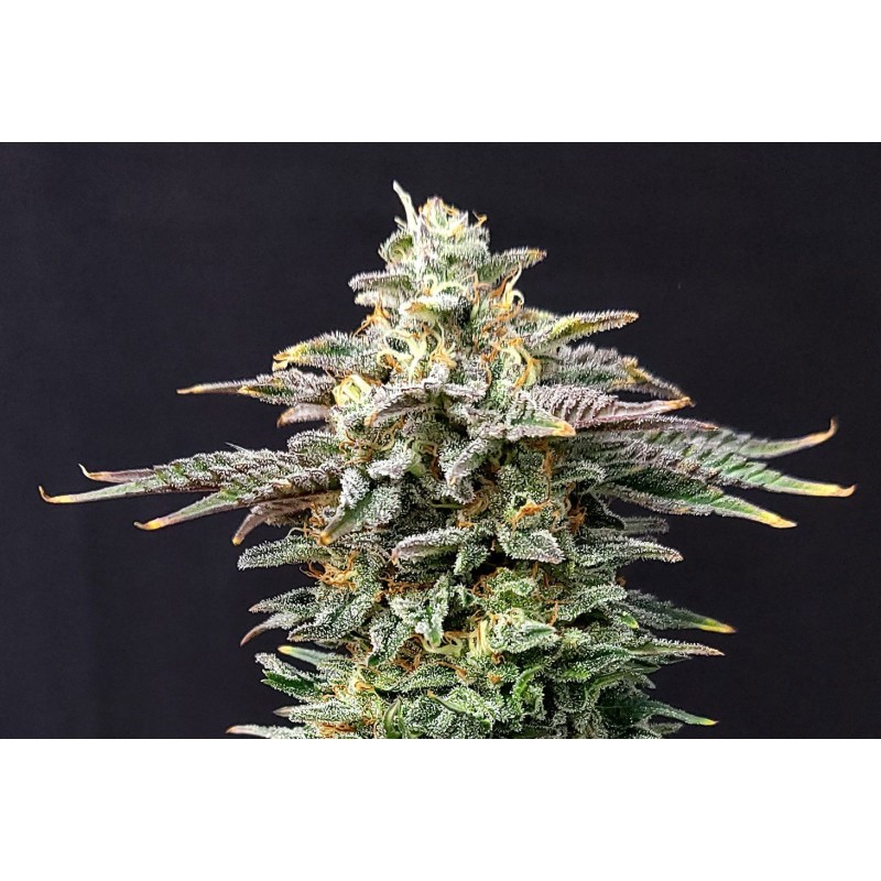 CHERRY DREAM · Kannabia Seed Company · graines de cannabis · Fem