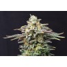 CHERRY DREAM · Kannabia Seed Company · cannabis seeds · Fem