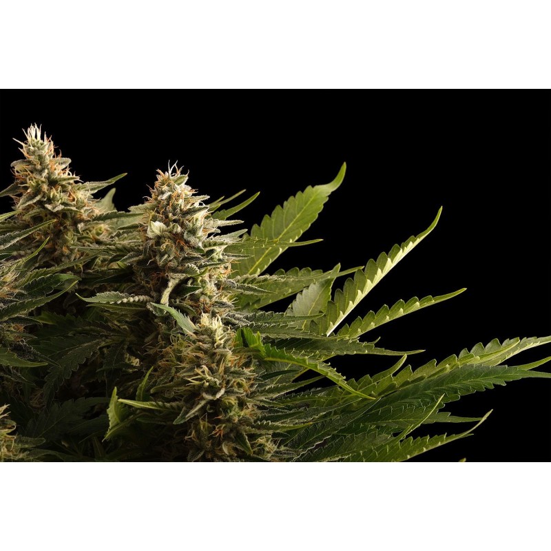 COLOMBIAN JACK · Kannabia Seed Company · graines de cannabis · Fem