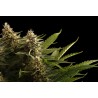 COLOMBIAN JACK · Kannabia Seed Company · sementes de maconha · Fem