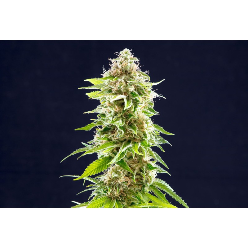 COOKIES HAZE · Kannabia Seed Company · graines de cannabis · Fem