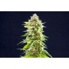 COOKIES HAZE · Kannabia Seed Company · graines de cannabis · Fem