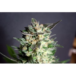 DIESEL GLUE · Kannabia Seed Company · graines de cannabis · Fem