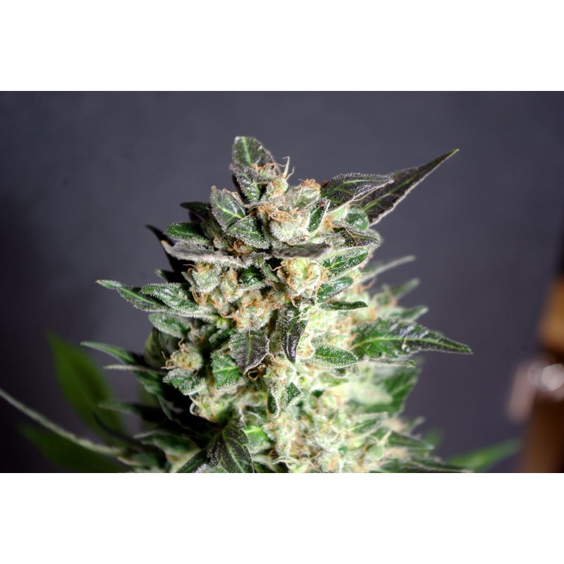 DIESEL GLUE · Kannabia Seed Company · cannabis samen · Fem