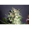 DIESEL GLUE · Kannabia Seed Company · kenevir tohum · Disi · Fem