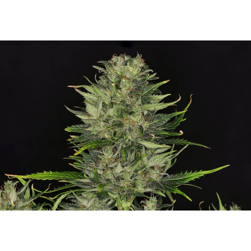 DOSIDOS AUTO · Kannabia Seed Company · sementes de maconha · AutoFem
