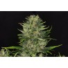 DOSIDOS AUTO · Kannabia Seed Company · sementes de maconha · AutoFem
