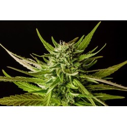 DOSIDOS · Kannabia Seed Company · graines de cannabis · Fem