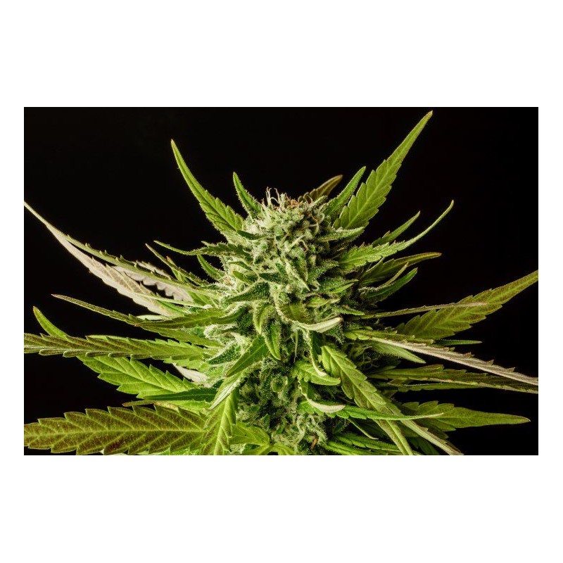 DOSIDOS · Kannabia Seed Company · graines de cannabis · Fem