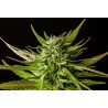 DOSIDOS · Kannabia Seed Company · kenevir tohum · Disi · Fem