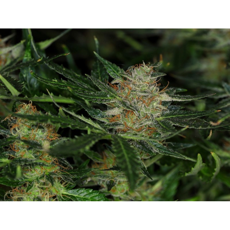 DREAM SHERBET AUTO · Kannabia Seed Company · sementes de maconha · AutoFem