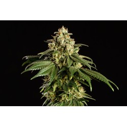 DREAM SHERBET · Kannabia Seed Company · graines de cannabis · Fem