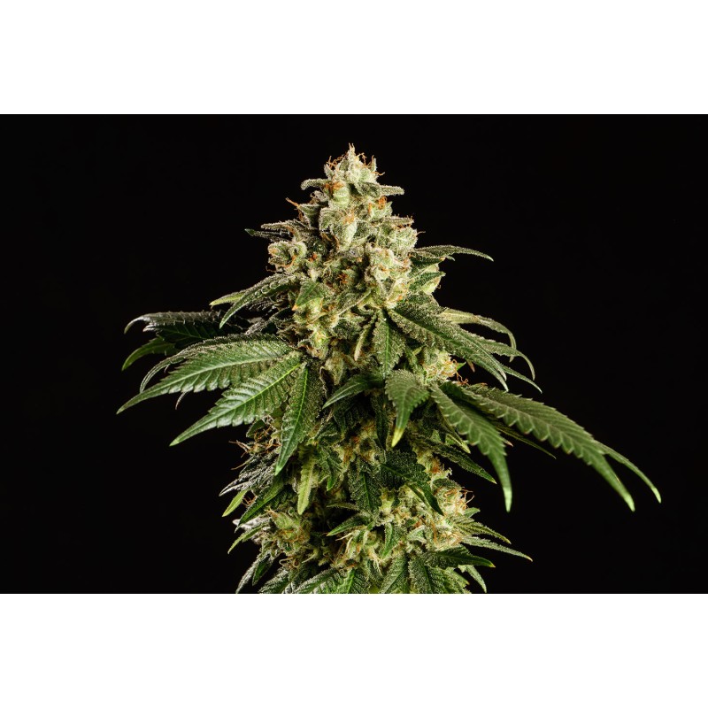 DREAM SHERBET · Kannabia Seed Company · cannabis seeds · Fem