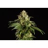 DREAM SHERBET · Kannabia Seed Company · cannabis samen · Fem