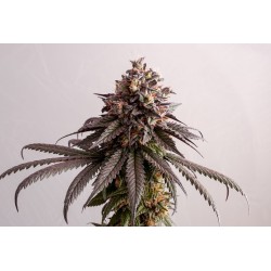 GELATO-K · Kannabia Seed Company · cannabis samen · Fem