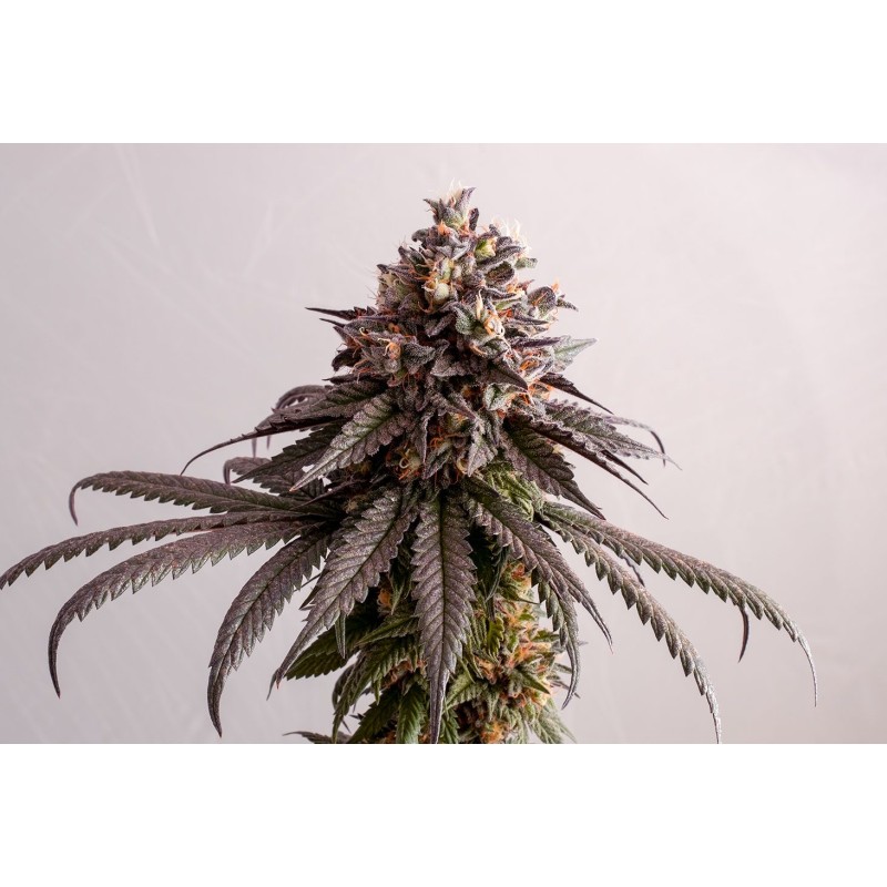 GELATO-K · Kannabia Seed Company · sementes de maconha · Fem