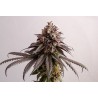 GELATO-K · Kannabia Seed Company · cannabis samen · Fem
