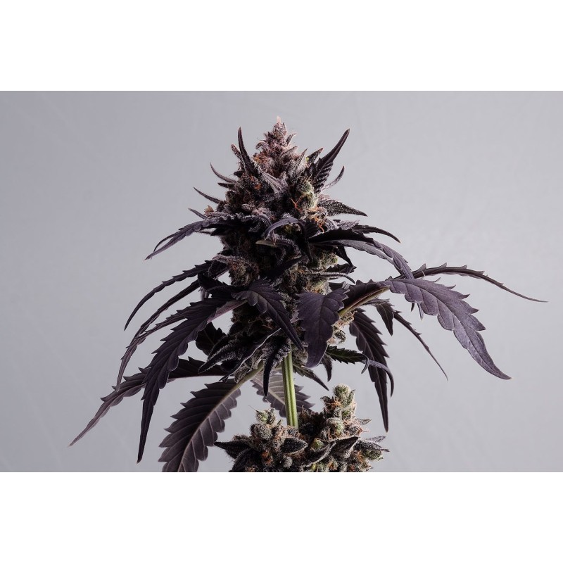 GINGER PUNCH AUTO · Kannabia Seed Company · kaufen cannabis samen · AutoFem