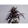 GINGER PUNCH AUTO · Kannabia Seed Company · kaufen cannabis samen · AutoFem
