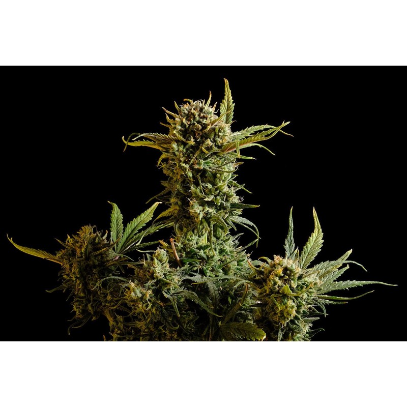 GNOMO AUTO · Kannabia Seed Company · graines de cannabis ·  AutoFem