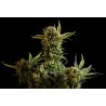 GNOMO AUTO · Kannabia Seed Company · sementes de maconha · AutoFem