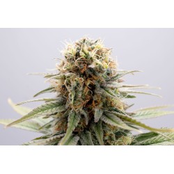 GSC · Kannabia Seed Company · cannabis samen · Fem