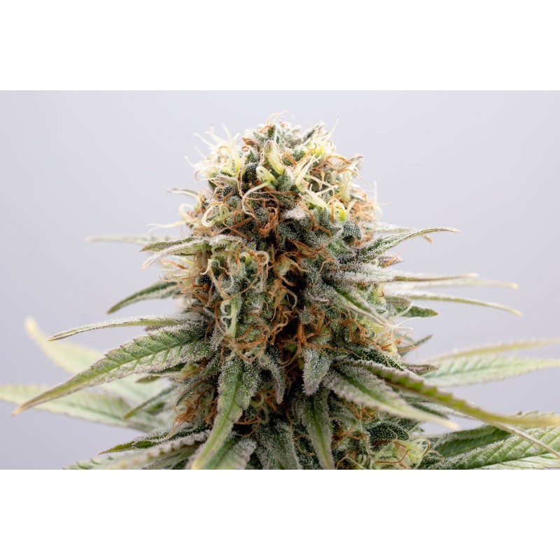 GSC · Kannabia Seed Company · cannabis samen · Fem