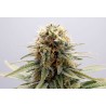 GSC · Kannabia Seed Company · cannabis samen · Fem