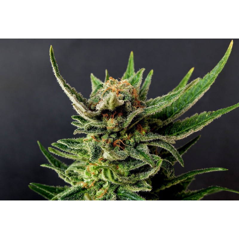 GYPSY KUSH · Kannabia Seed Company · graines de cannabis · Fem