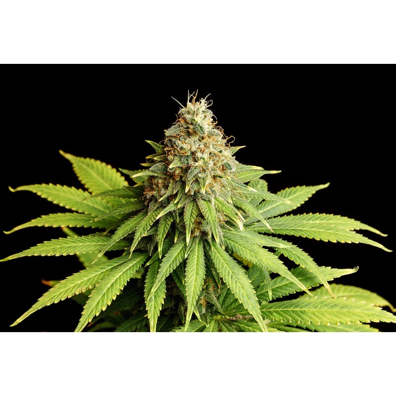 HELLFIRE OG · Kannabia Seed Company · kenevir tohum · Disi · Fem