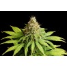 HELLFIRE OG · Kannabia Seed Company · sementes de maconha · Fem