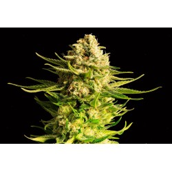 INDICA CREAM · Kannabia Seed Company · sementes de maconha · Fem