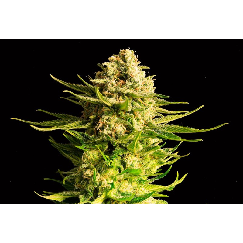 INDICA CREAM · Kannabia Seed Company · graines de cannabis · Fem