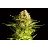 INDICA CREAM · Kannabia Seed Company · cannabis samen · Fem