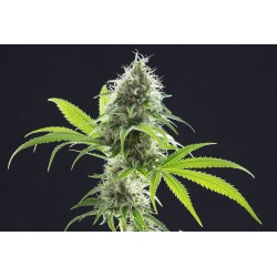 KAMA KUSH CBD · Kannabia Seed Company · sementes de maconha · Fem